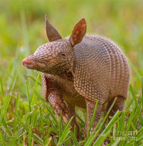 armadillo florida