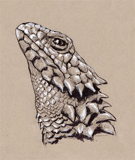 Armadillo Lizard Drawing