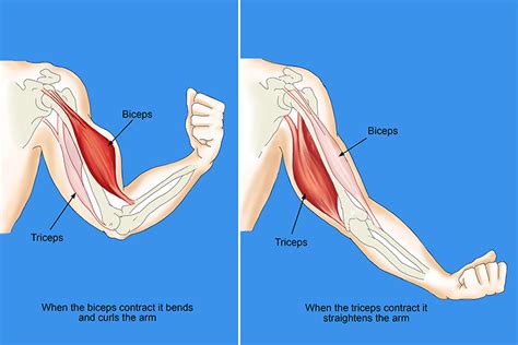 around upper left bicep not interfeering with inside bicep in 2020