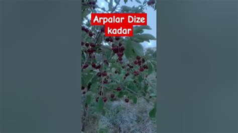 arpalar dize 4 YouTube.