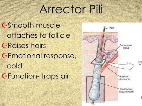Arrector Pili Muscle Function