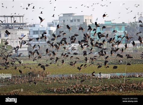 Arrival Of Birds