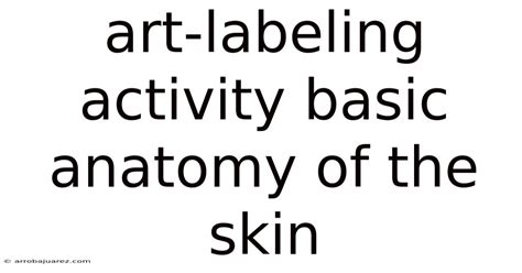Art Labeling Activity Basic Anatomy Of The Skin