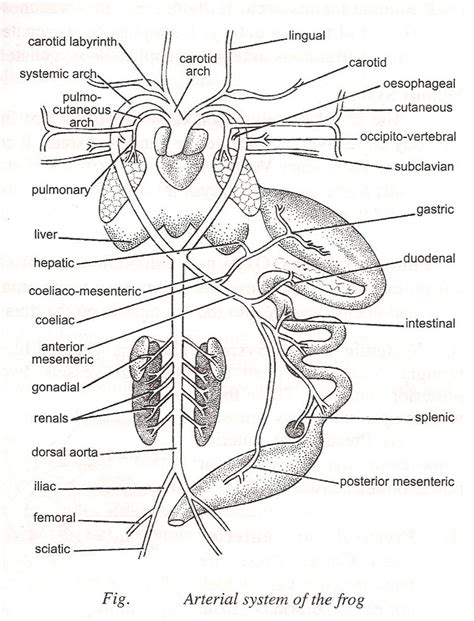 Arterial System Of Frog