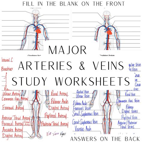 Arteries And Veins Worksheet   Discover Important Difference Between Arteries And Veins - Arteries And Veins Worksheet