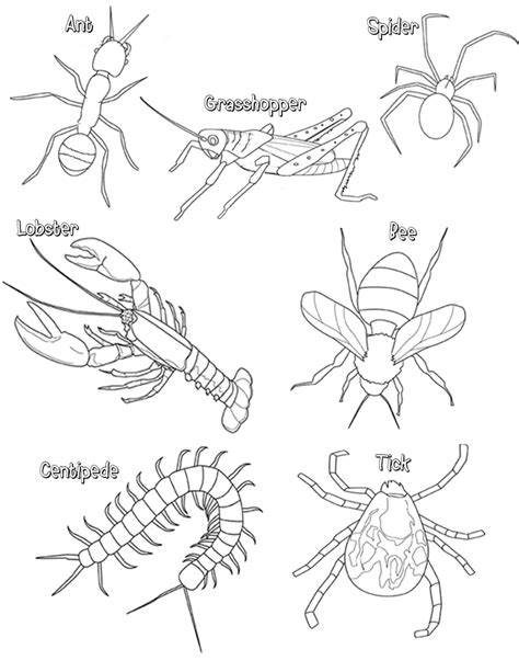 arthropod coloring answers