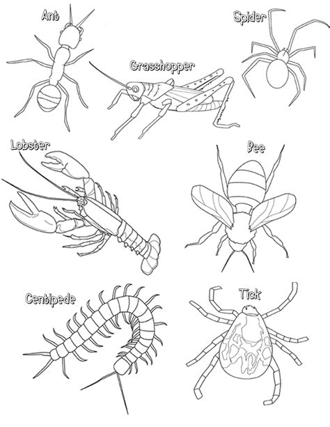 Arthropod Coloring Worksheet Answer Key