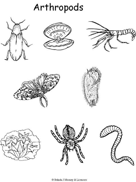 Arthropod Coloring Worksheets Answers Arthropod Coloring Worksheet Answers - Arthropod Coloring Worksheet Answers