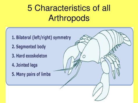 Arthropod Holt Science