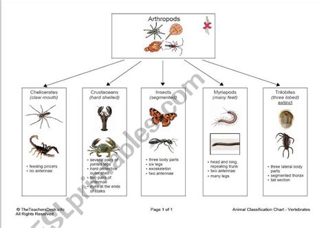 Arthropods Facts Amp Worksheets Classifications Evolution Kidskonnect Arthropod Coloring Worksheet Answers - Arthropod Coloring Worksheet Answers