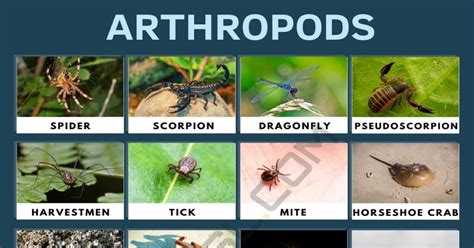 arthropods meaning