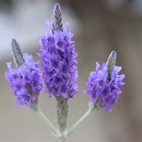 arti bunga lavender