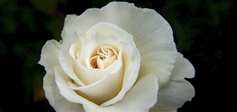 arti bunga mawar putih