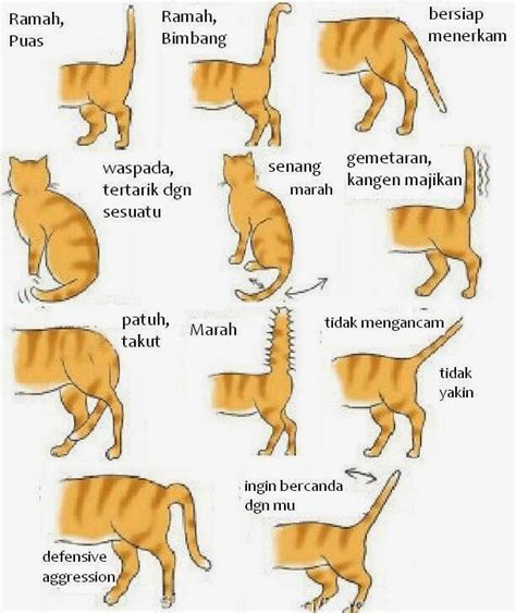 arti di lompati kucing