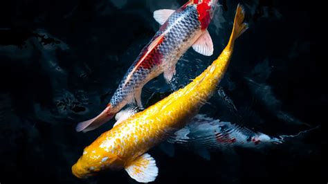 Arti Mimpi Ikan Koi  Pertanda Kemakmuran Dan Keberuntungan - No Ikan Togel