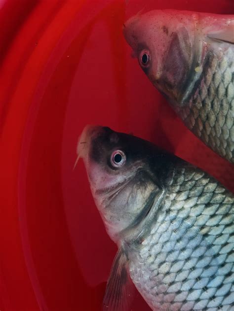 Arti Mimpi Ikan Mas  Pertanda Keberuntungan Dan Rezeki - Cara Mencari Shio Togel 2022
