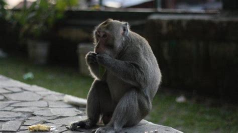 ARTI MIMPI MELIHAT 2 EKOR MONYET 🔫 7 Arti Mimpi Melihat Monyet Berdasarkan Situasinya, Pertanda Baik