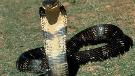 arti mimpi melihat ular kobra besar menurut islam