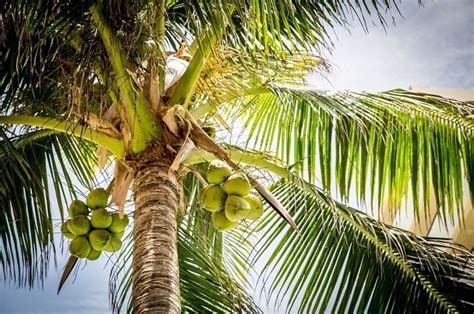 arti mimpi menanam pohon kelapa