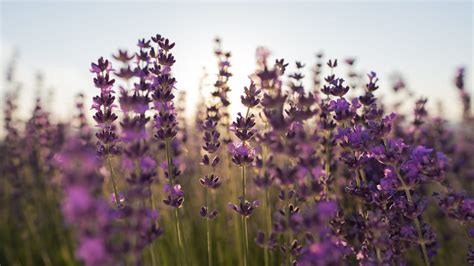 ARTI BUNGA LAVENDER - TERNYATA INI PERBEDAAN BUNGA LAVENDER ASLI dan PALSU