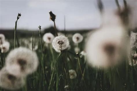 ARTI LAGU DANDELIONS - Lirik Lirik Lagu Ruth B. - Dandelions dan Terjemahan Lagu