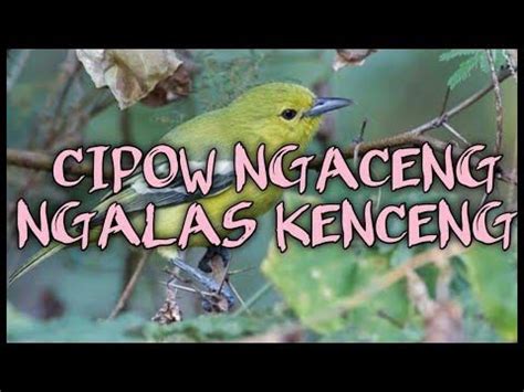 ARTI NGACENG - Penjelasan tentang Arti Kata Gaul Ngecang