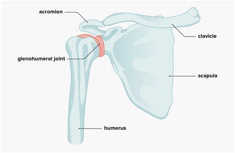 Articulation Of Shoulder Joint
