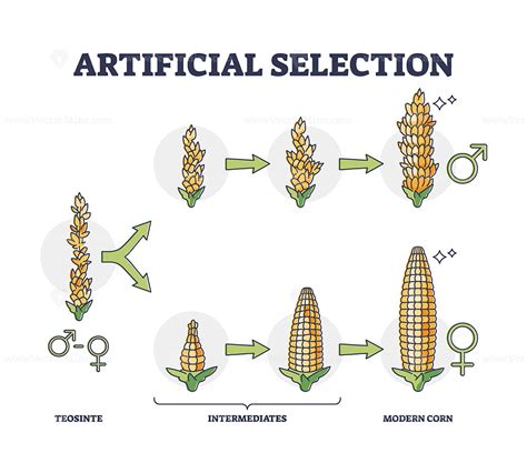 Artificial Selection Definition Biology