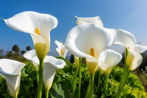 arum lily meaning
