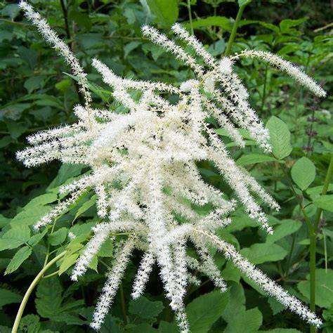 aruncus dioicus