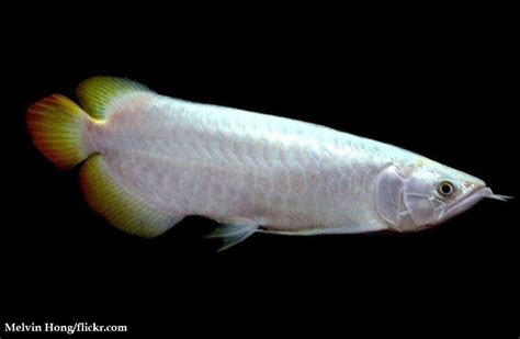 arwana platinum | Cch chn C Rng Huyt Long nh