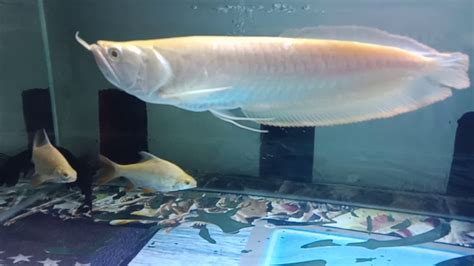 arwana silver | C Rng Ngn Long Albino Plakatinum Arowana