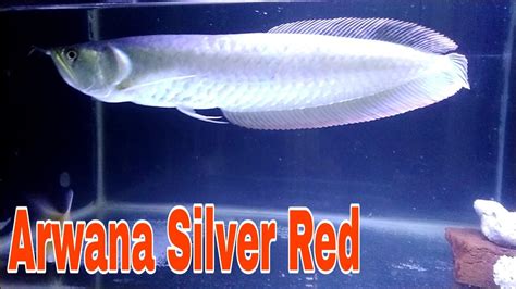 arwana silver red