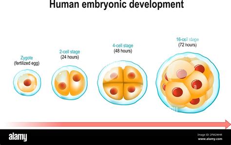 As A Fertilized Egg Divides The Cells Differentiate Because They