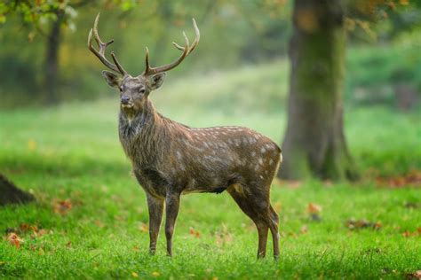 As The Deer