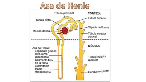 Asa De Henle
