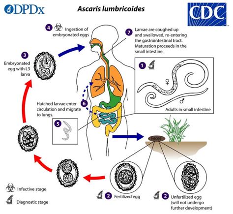 Ascaris Life Cycle