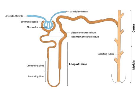 Ascending Limb Of Loop Of Henle
