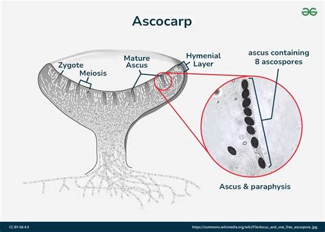 Ascocarp Diagram