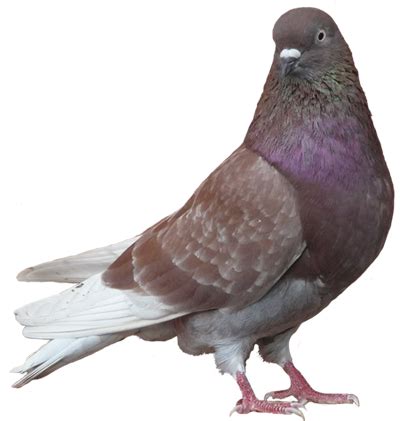 Ash Red Pigeon