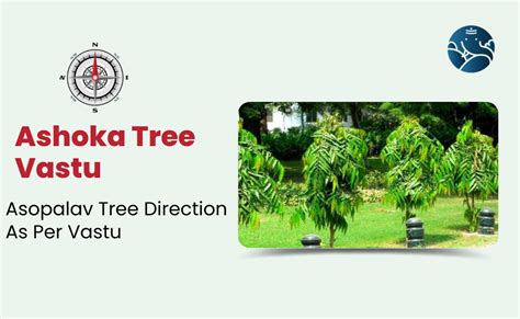 ashoka tree according to vastu