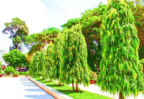 Ashoka Tree Uses