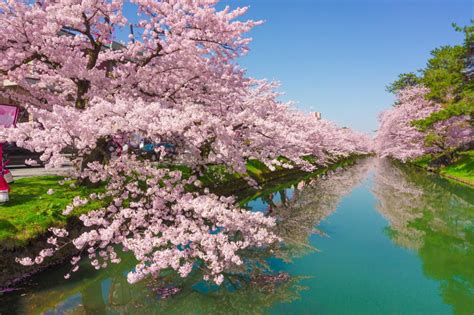 Asian Cherry Blossom Japan