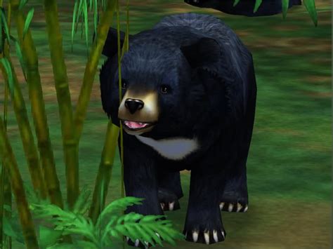 asiatic black bear zoo tycoon 2