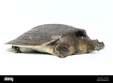 Asiatic Softshell Turtle