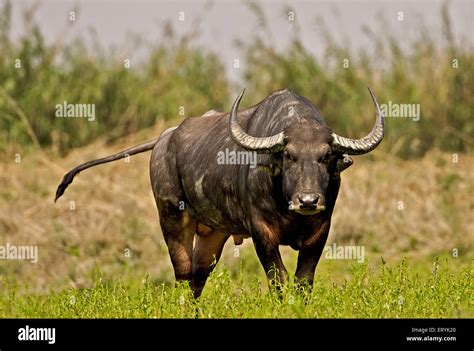 Asiatic Wild Buffalo