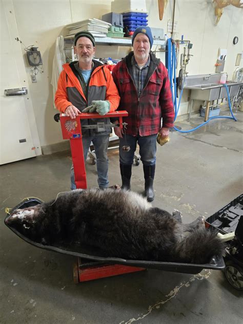 Aska Catch A Wolf