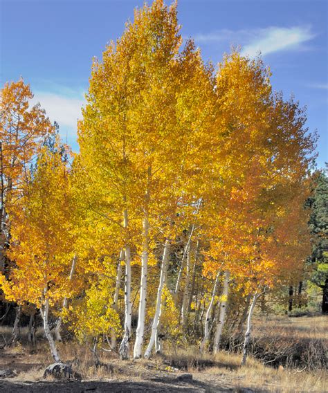 aspen examples
