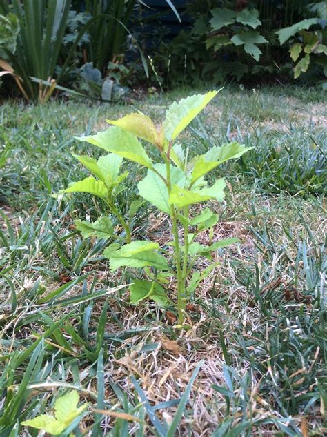 aspen.sprout