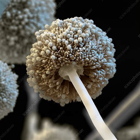 Aspergillus Niger Fungus